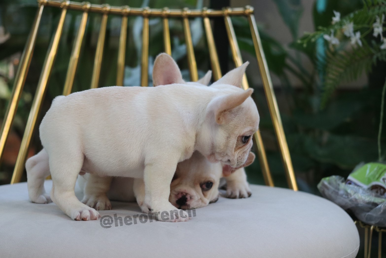ขายเฟรน บลูด๊อก รับประกันสุขภาพนานสุดในประเทศไทย