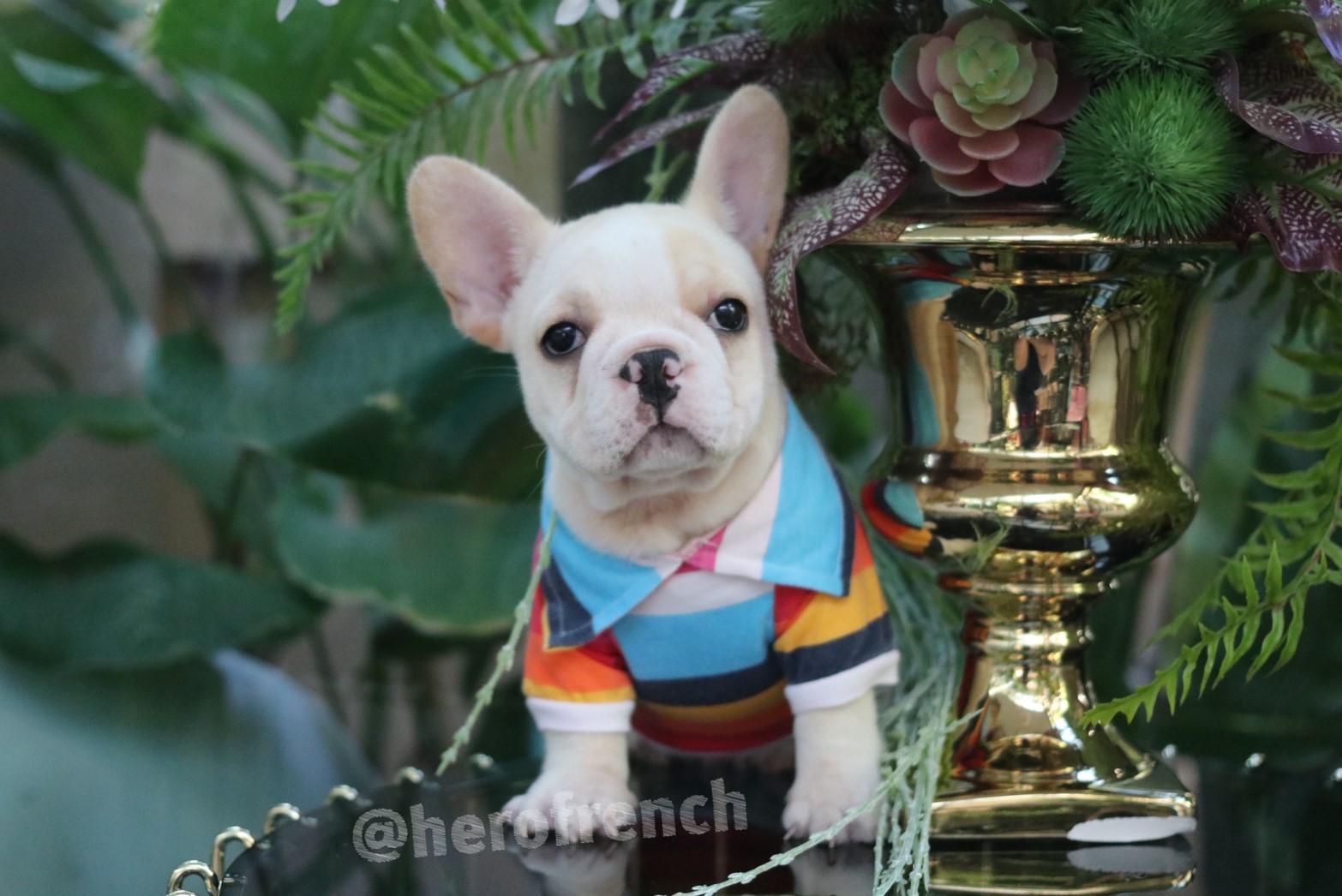 ขายเฟรน บลูด๊อก รับประกันมากที่สุดในประเทศไทย