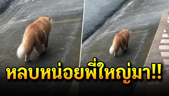 แมวขาใหญ่รูปร่างเหมือนหมียักษ์ ขนาดหมายังต้องหนีเพราะแถวนี้พี่คุมเอาไว้หมดแล้ว