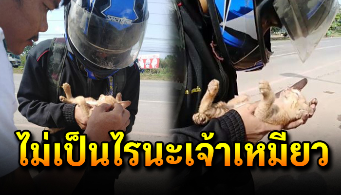 หนุ่มใจบุญปั้มหัวใจช่วยชีวิตแมวจรถูกรถชนจนรอดชีวิตและเอาไปเลี้ยง