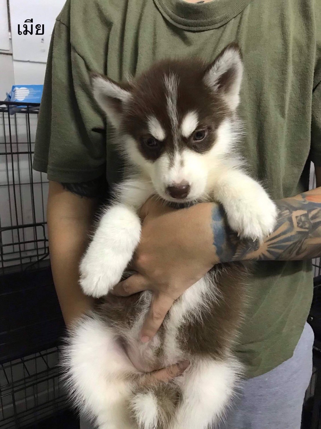 ขายลูกสุนัขไซบีเรียนฮัสกี้