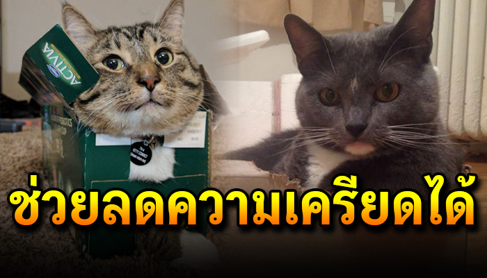 นักวิจัยเผย “แมว” มีความสุขเมื่อตัวเองได้อยู่ใน “กล่อง” แถมยังช่วยลดความเครียด