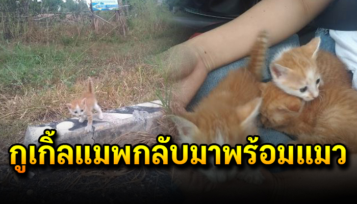 หนุ่มขับรถไปเที่ยวห้าง แต่กลับต้องหันรถกลับเพราะเจอเจ้าเหมียวสามตัว