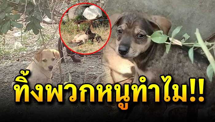 ลูกหมา 7 ชีวิตถูกนำมาทิ้งในป่ารก ไร้น้ำไร้อาหาร รอคนช่วยเหลือ