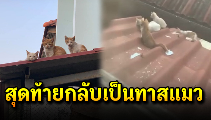 จากคนไม่ชอบ กลับเป็นทาสแมวเต็มตัวเพราะถูกลูกแมวจรแอบมองในทุกๆ
