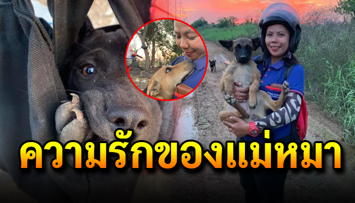 สาวใจบุญให้อาหารหมาจร แต่แม่ตูบวิ่งนำหวังช่วยลูกตัวน้อยๆที่หลบอยู่ในโพรงหญ้า