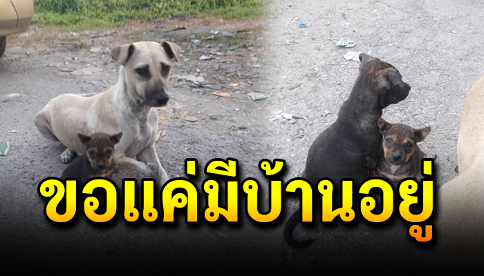 แม่ตูบจรพิการสามขา เลี้ยงลูกน้อย ถึงแม้แม่จะพิการแต่แม่จะดูแลหนูให้ดี
