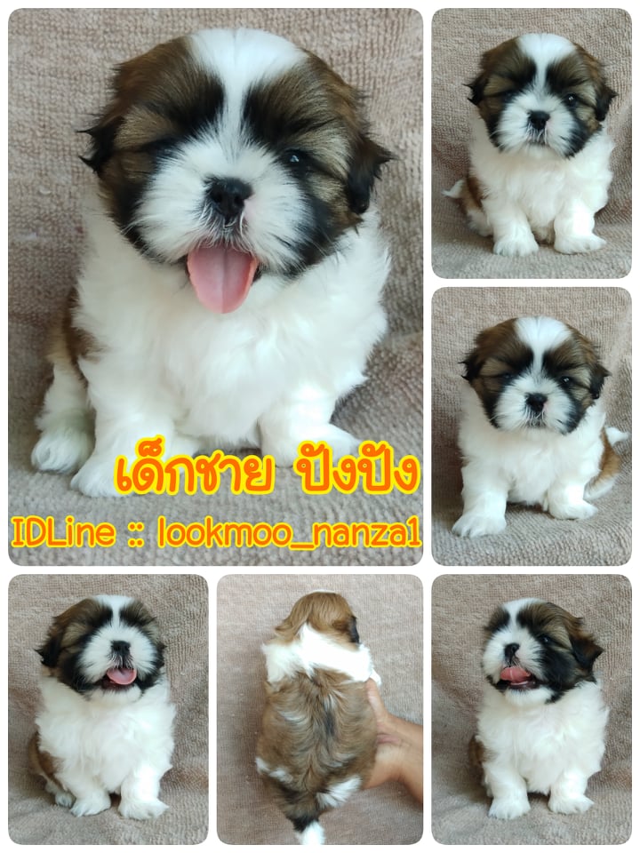 ชิสุทอยแท้!!!! 3สี เกรดสวย