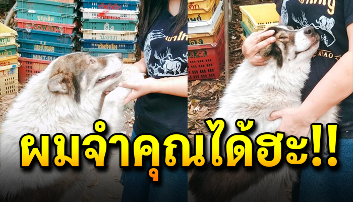 สุนัขพันธุ์บางแก้วขึ้นชื่อว่าดุ กระโดดเข้าไปกอดสาวที่เคยเล่นด้วยเมื่อ3ปีที่แล้ว