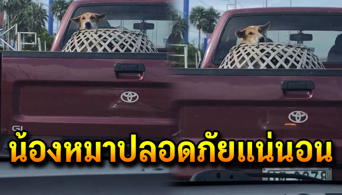 เจ้าของพาน้องหมาเอาไว้ท้ายรถ จับหมาใส่สุ่มไก่น้องจะได้รู้สึกปลอดภัย
