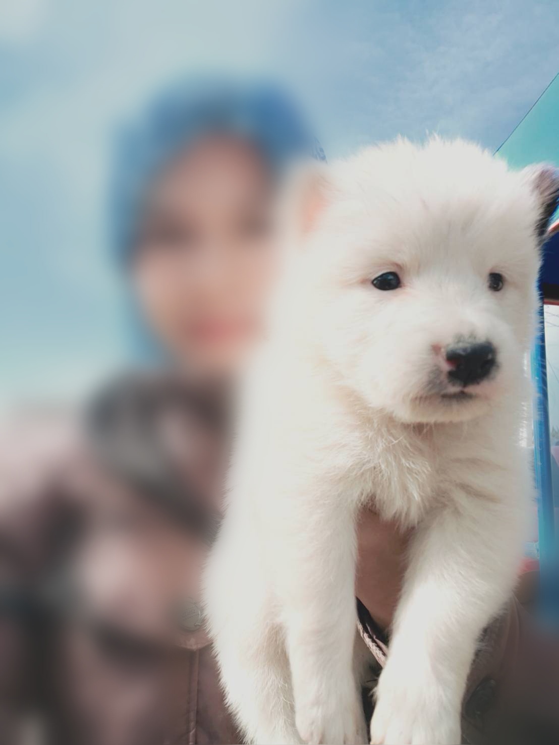ขายลูกสุนัขบางแก้วแท้