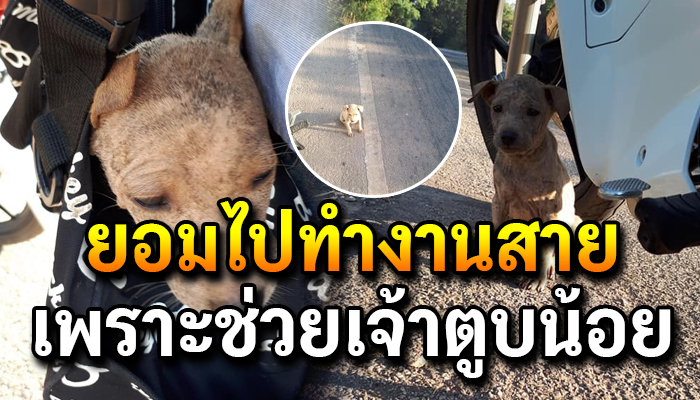 สาวเจอเจ้าตัวเล็กวิ่งข้ามถนน รถหลบกันให้ควั่ก จับยัดใส่กระเป๋าพร้อมเอากลับด้วย