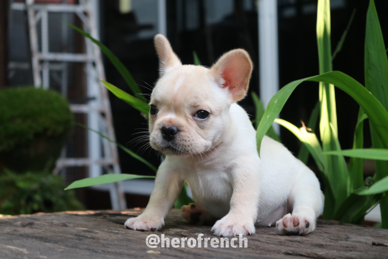 ขายเฟรน บลูด๊อก  น่ารักมาก