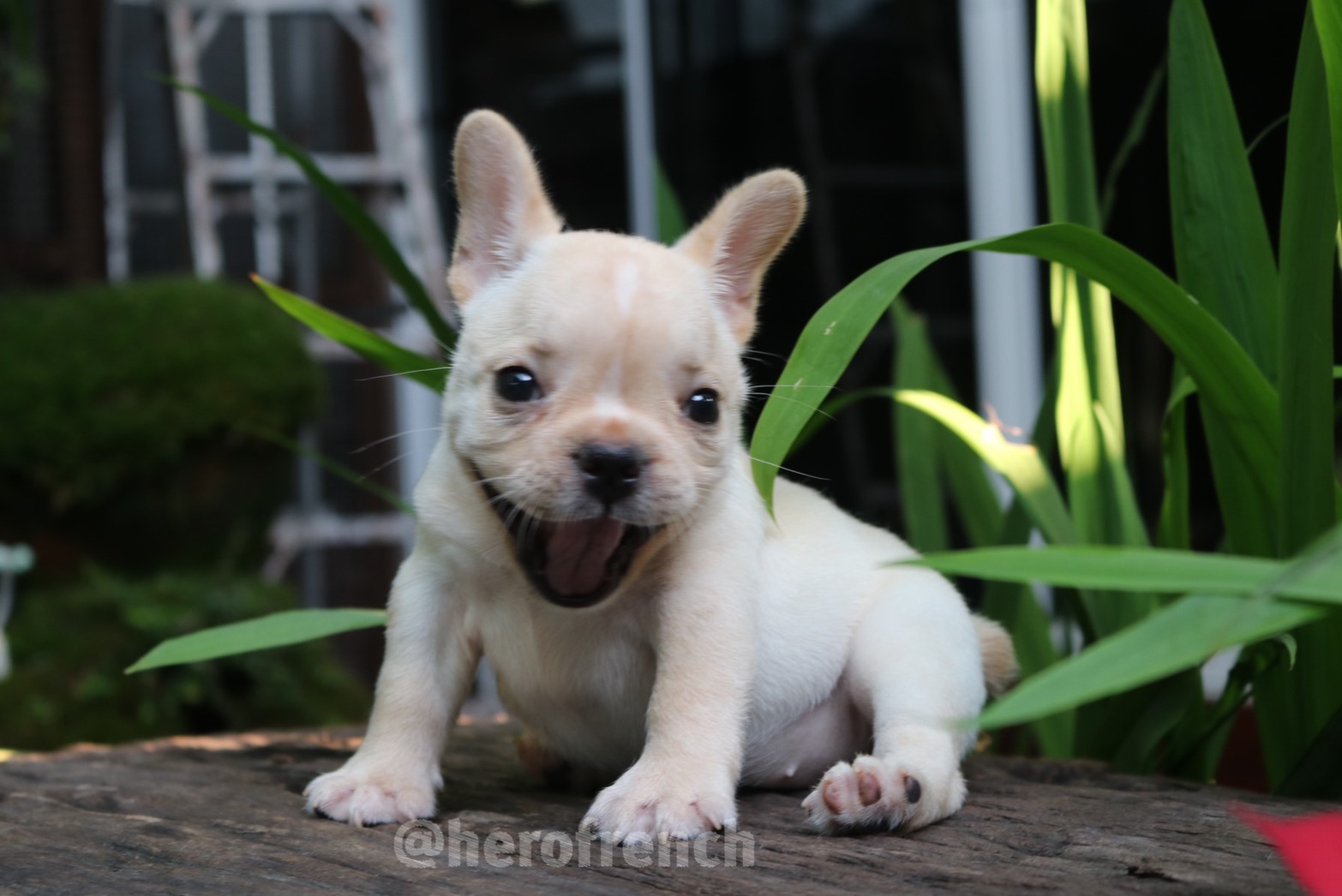 ขายเฟรน บลูด๊อก  น่ารักมาก