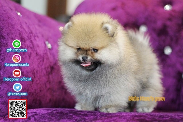 ขายปอมหน้าหมี