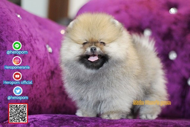 ขายปอมหน้าหมี