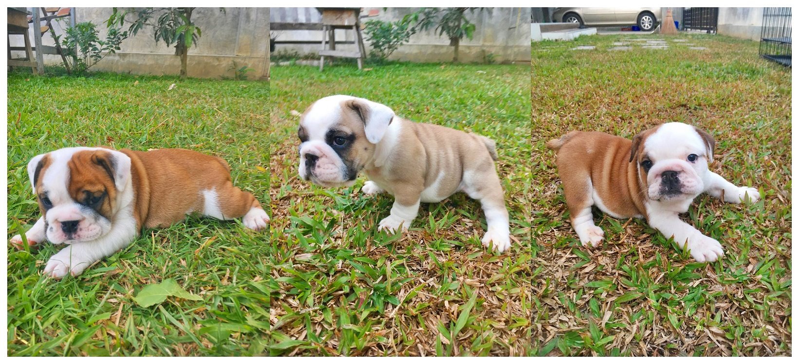 อิงลิช บูลล์ด็อกเพศผู้ 3 ตัว 14000 - 17000 บาท
