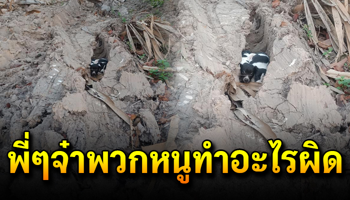 หมาถูกเอามาปล่อยไว้กลางป่าสวน หากินเองไม่ได้เพราะตัวยังเล็ก