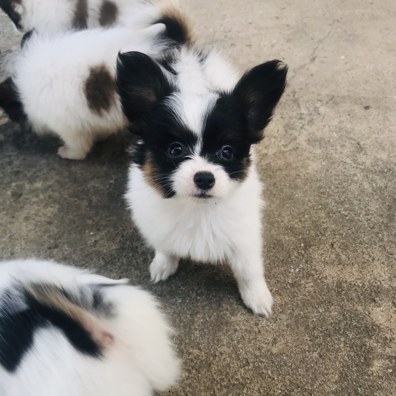 สุนัขพันธุ์ ปาปิยอง Papillon papillon หมาหูผีเสื้อ โทร 0993792564