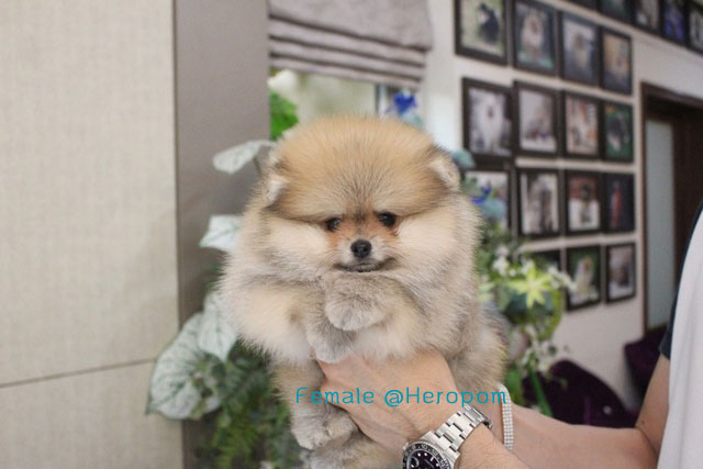 ขายปอมหน้าหมี