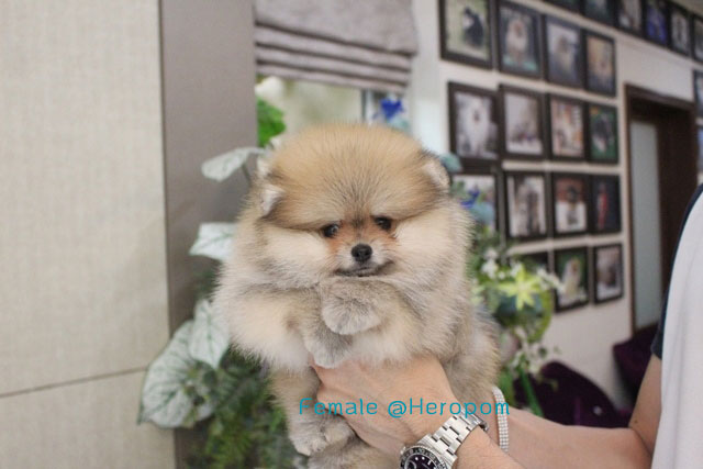 ขายปอมหน้าหมี