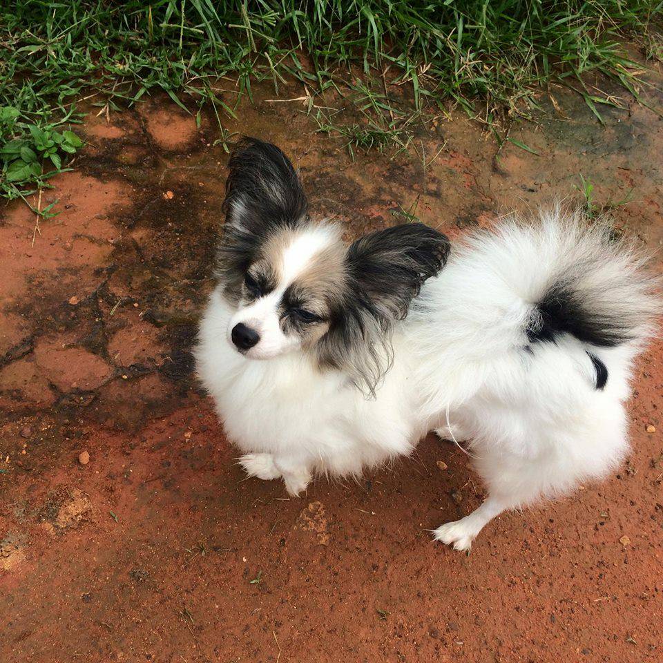 สุนัขพันธุ์ ปาปิยอง Papillon papillon หมาหูผีเสื้อ โทร 0993792564