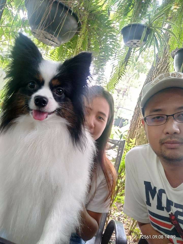 สุนัขพันธุ์ ปาปิยอง Papillon papillon หมาหูผีเสื้อ โทร 0993792564