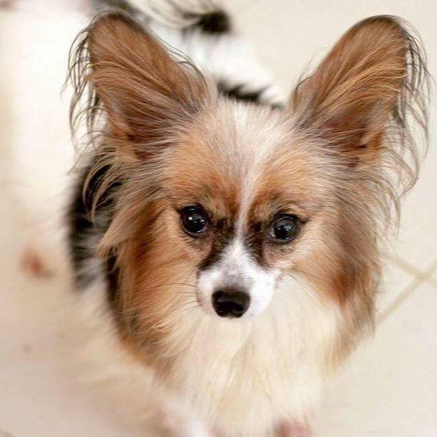 สุนัขพันธุ์ ปาปิยอง Papillon papillon หมาหูผีเสื้อ โทร 0993792564