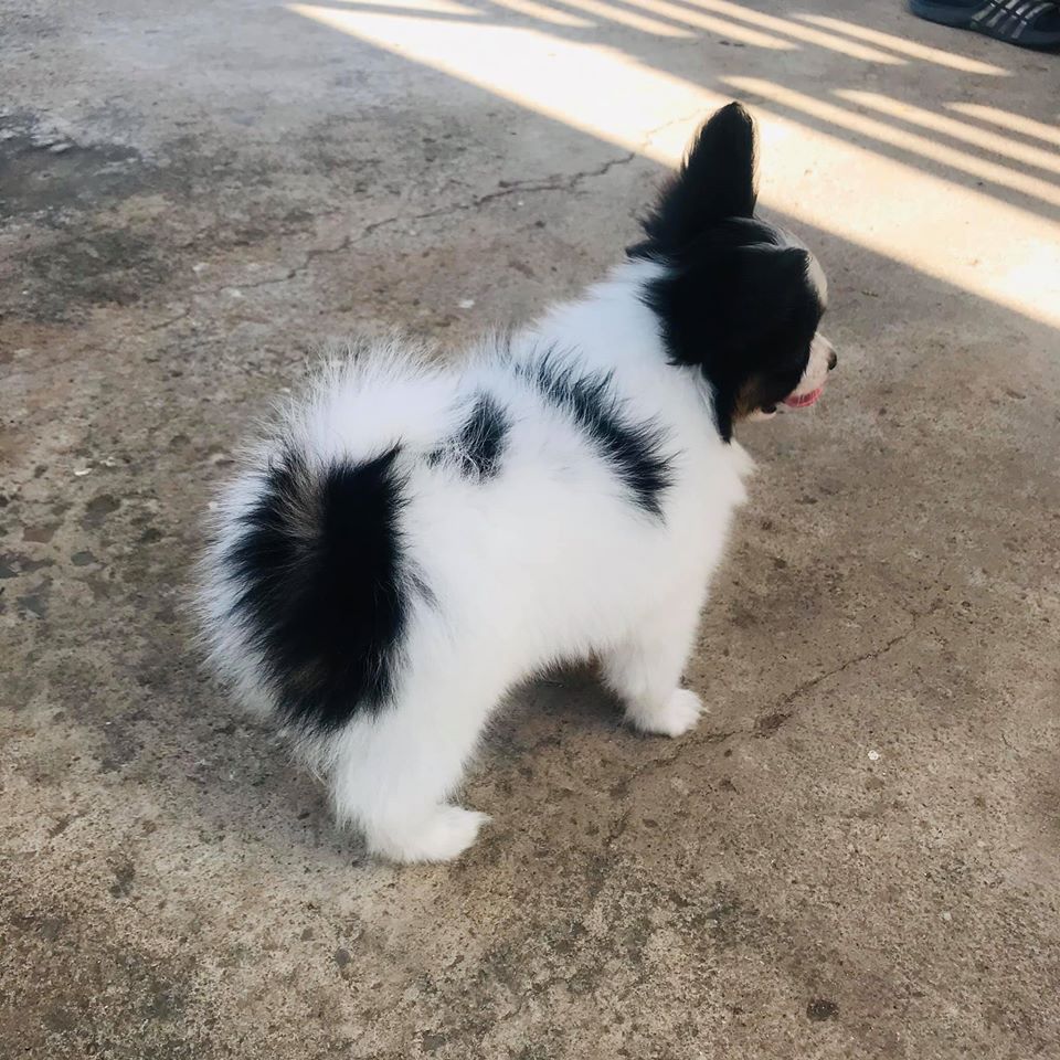 สุนัขพันธุ์ ปาปิยอง Papillon papillon หมาหูผีเสื้อ โทร 0993792564