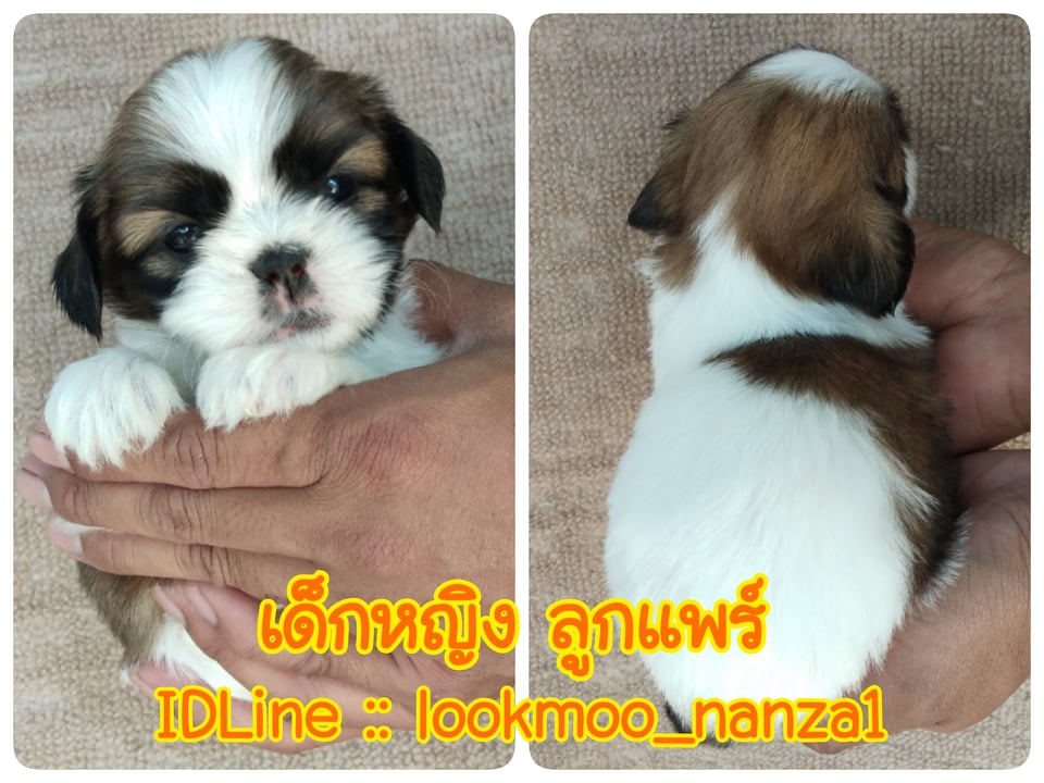 ชิสุแท้!!!! 3สี