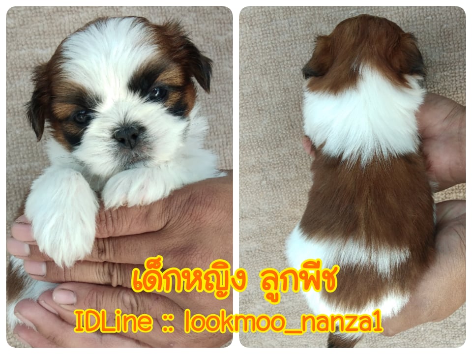ชิสุแท้!!!! 3สี