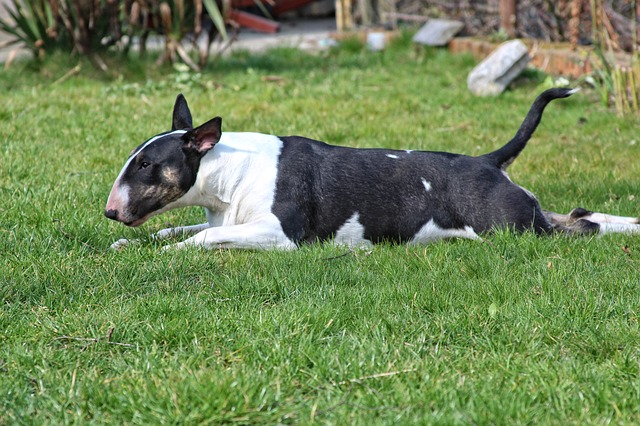 สุนัขสายพันธุ์ บูล เทอร์เรียร์ (Bull Terrier)