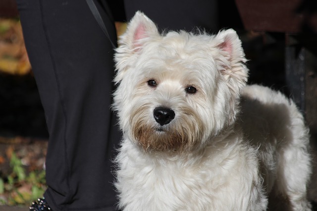 สุนัขสายพันธุ์ เวสต์ ไฮแลนด์ ไวท์ เทอร์เรียร์ (West Highland White Terrier)