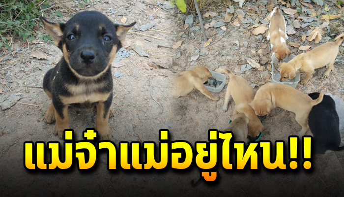 ยังเฝ้ารอแม่อย่างมีหวัง หลังแม่หมาหายไปต้องเฝ้าดูแลกันลำพัง ข้าวก็ไม่ได้กิน
