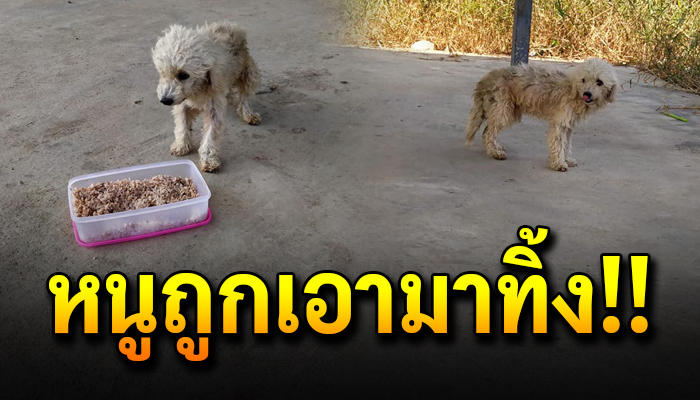 แม่หมาถูกนำมาปล่อยใช้ชีวิตโดดเดียว กลัวผู้คนไม่ไว้ใจใคร เอาอาหารให้ก็ไม่กล้ากิน