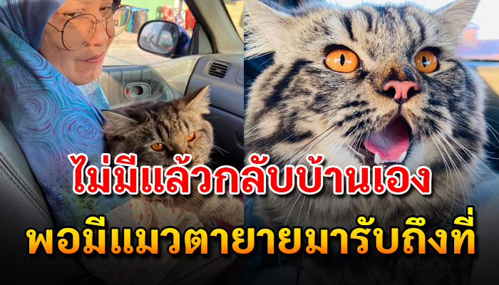 ตายาย รีบขับรถมารับแมวกว่า 300 กิโลเพราะรู้ว่าปีใหม่นี้จะมีแมวมาอยู่ด้วยที่บ้าน