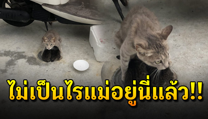 แม่เหมียว ปกป้องลูกสุดกำลังที่อยู่ท่ามกลางฟ้าฝนโหมกระหน่ำเสียงฟ้าร้อง น่าเอ็นดู