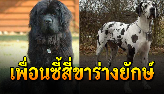 เปิด 10 สุนัขไซส์บิ๊กบึ้ม เพื่อนซี้สี่ขาร่างยักษ์ของมนุษย์