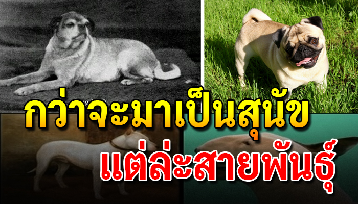 กว่าจะมาเป็นสุนัขแต่ล่ะสายพันธุ์