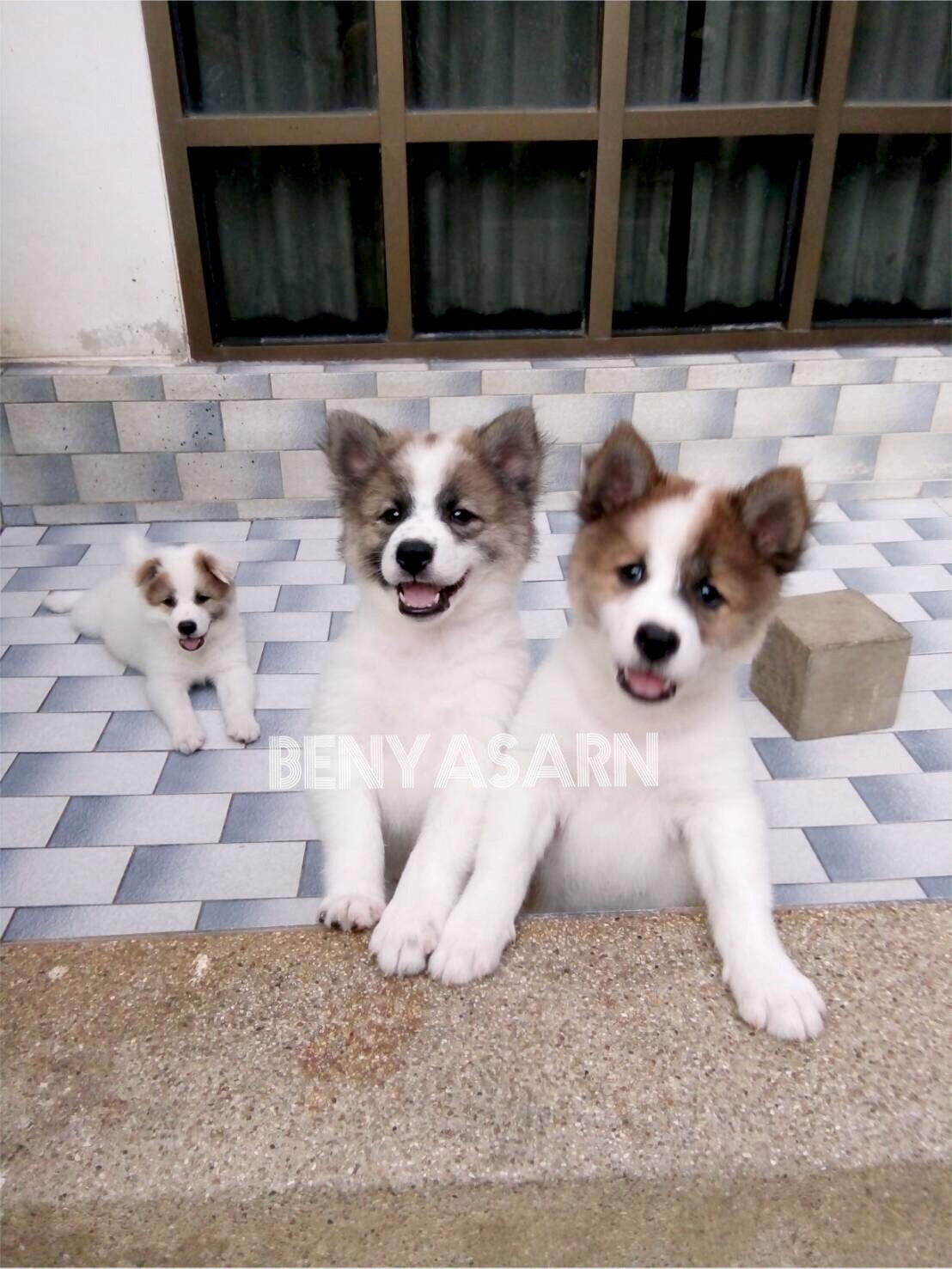พร้อมย้ายบ้าน 3 สาวบางแก้วแท้