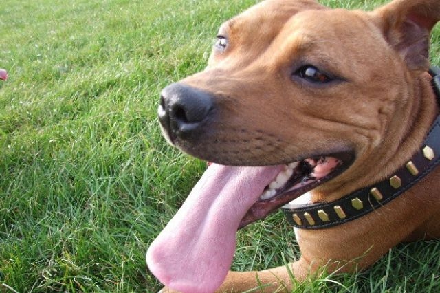 สุนัขสายพันธุ์ สแตฟฟอร์ดไชร์ บูล เทอร์เรียร์ (Stafford shire Bull Terrier)