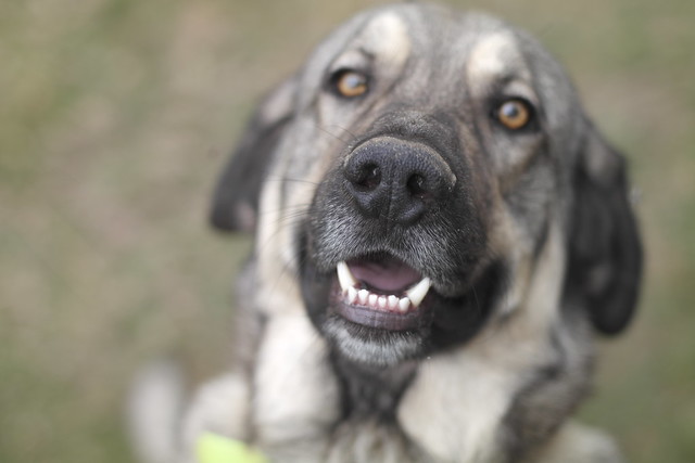 สุนัขสายพันธุ์ สเปนิช มาสทิฟฟ์ (Spanish Mastiff)