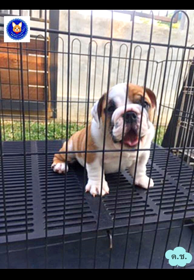 อิงลิช บูลล์ด็อกเพศผู้(ตัวสุดท้าย) 17000 บาท