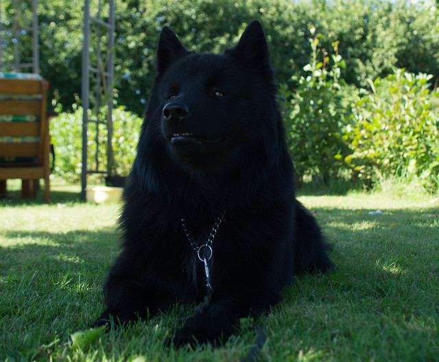 สุนัขสายพันธุ์ สวีดิช แลพพ์ฮุนด์ (Swedish lapphund)