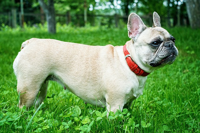 สุนัขสายพันธุ์ เฟรนซ์ บูลด็อก (French Bulldog)