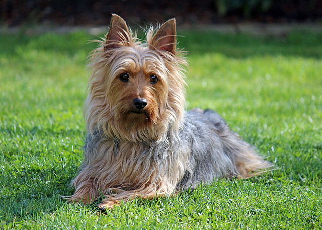 สุนัขสายพันธุ์ ออสเตรเลียน ซิลกี เทอร์เรียร์ (Australian Silky Terrier)