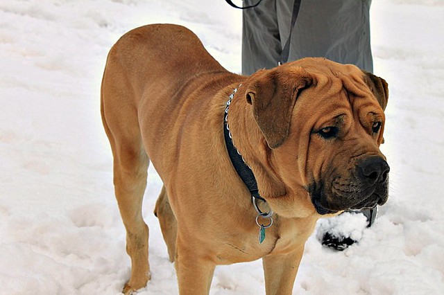 สุนัขสายพันธุ์มาสทิฟฟ์ (Mastiff)