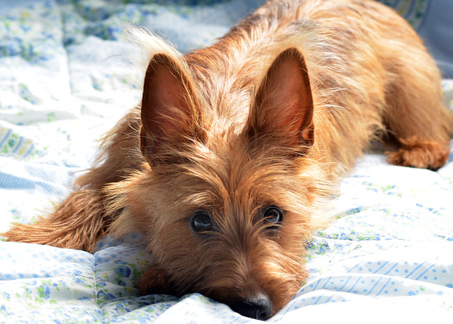 สุนัขสายพันธุ์ ออสเตรเลียน เทอร์เรียร์ (Australian Terrier)