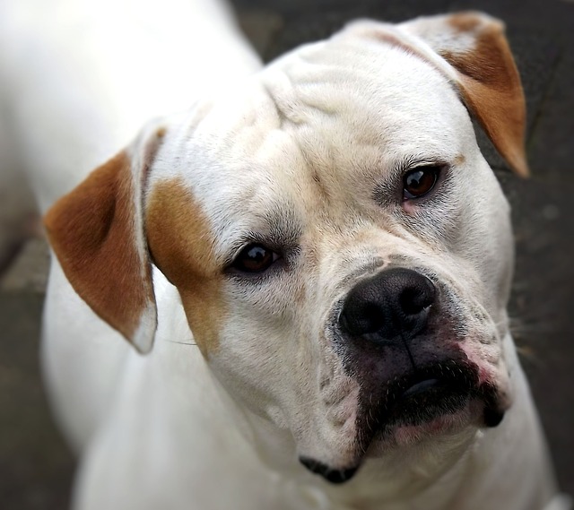 สุนัขสายพันธุ์ อเมริกัน บูลด็อก (American Bulldog)