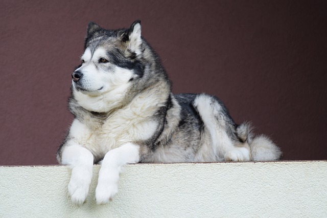 สุนัขสายพันธุ์ อลาสกา มาลามิว (Alaskan Malamute)